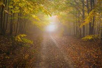 caminho num bosque para a luz